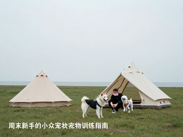 周末徒步露营，适合新手的小众宠物社会化训练指南