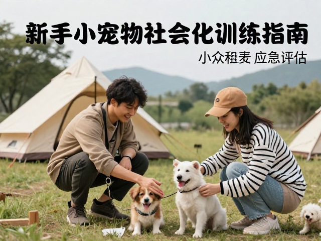 周末徒步露营，适合新手的小众宠物社会化训练指南
