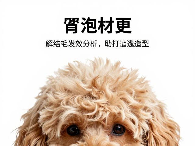 宠物毛发梳理吹干技巧，成分功效分析助你打造蓬松造型