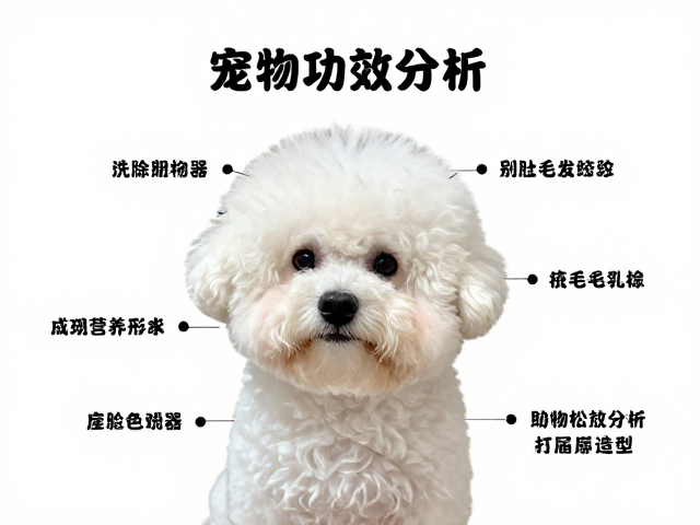 宠物毛发梳理吹干技巧,成分功效分析助你打造蓬松造型