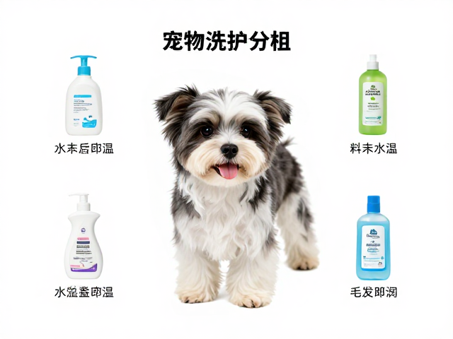 宠物洗护全流程,从毛发梳理到创意造型的正式操作指南
