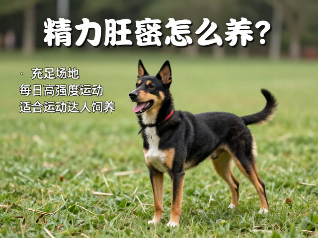 精力旺盛怎么养?充足场地,每日高强度运动,适合运动达人饲养