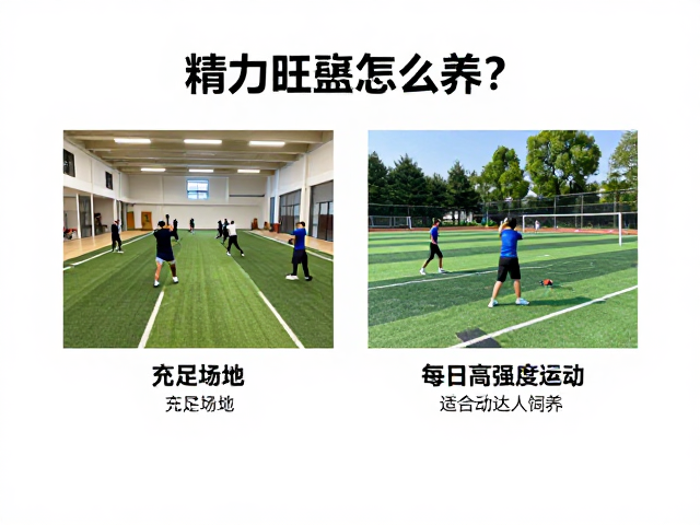 精力旺盛怎么养?充足场地,每日高强度运动,适合运动达人饲养