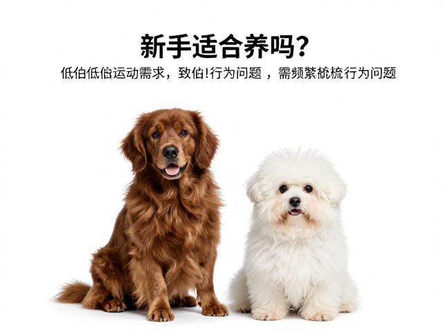 新手适合养吗?低估运动需求致行为问题,需频繁梳毛
