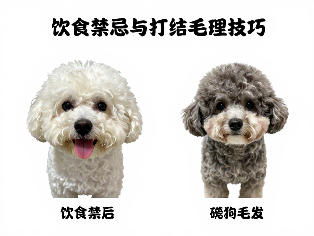 宠物洗澡前后饮食禁忌与打结毛发处理技巧,新手必看梳理指南