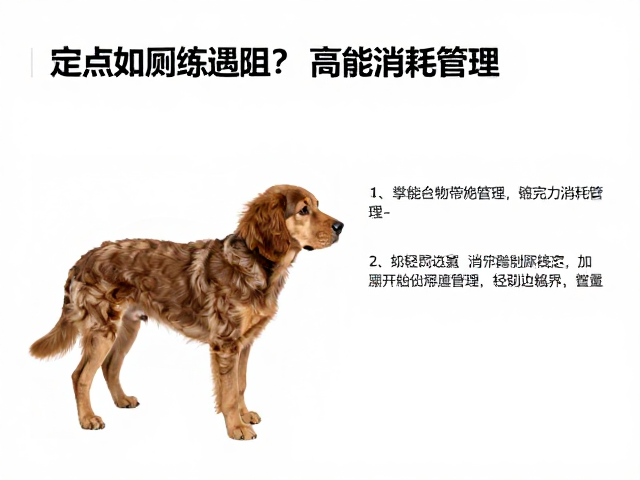 定点如厕训练遇阻？高精力消耗管理，惩罚边界，轻松搞定