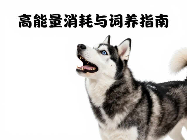 哈士奇饲养指南,如何应对高能量消耗与爱嚎叫的活泼互动