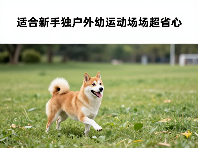 适合新手!独立又粘人的狗狗,配充足户外运动场地超省心
