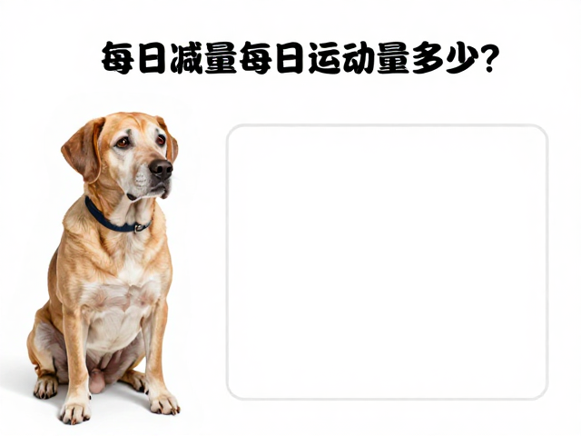 老年犬运动减量标准,每日运动量多少?拾便袋要备齐