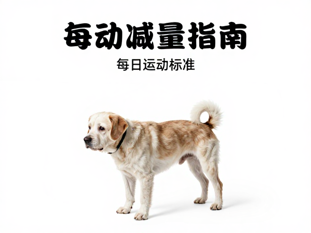 老年犬运动减量指南,通过肢体语言判断每日运动标准
