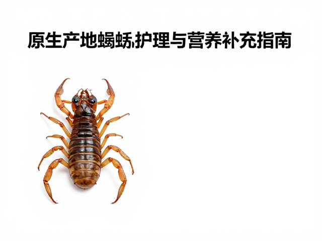 原生产地蝎子蜕皮后护理与营养补充指南，提升存活率与品质