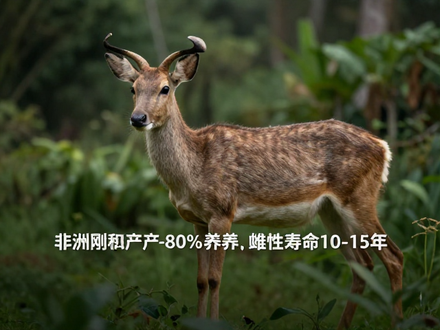 非洲刚果原产，湿度60%-80%养护，雌性寿命10-15年