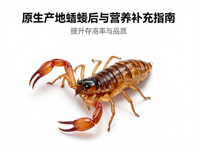 原生产地蝎子蜕皮后护理与营养补充指南，提升存活率与品质