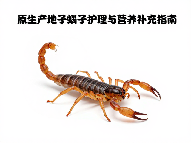 原生产地蝎子蜕皮后护理与营养补充指南，提升存活率与品质
