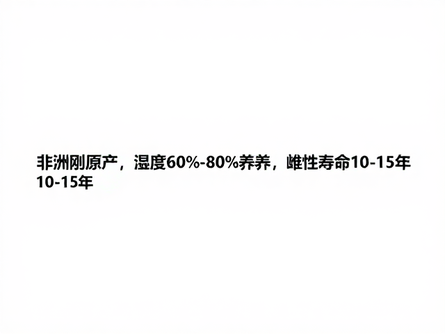 非洲刚果原产,湿度60%-80%养护,雌性寿命10-15年