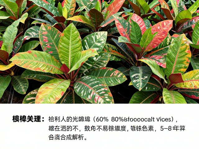 巴西彩虹竹芋养殖,原产地环境、60%-80%湿度与雄株寿命5-8年全解析