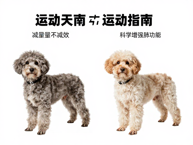 老年犬运动指南,减量不减效,科学增强心肺功能