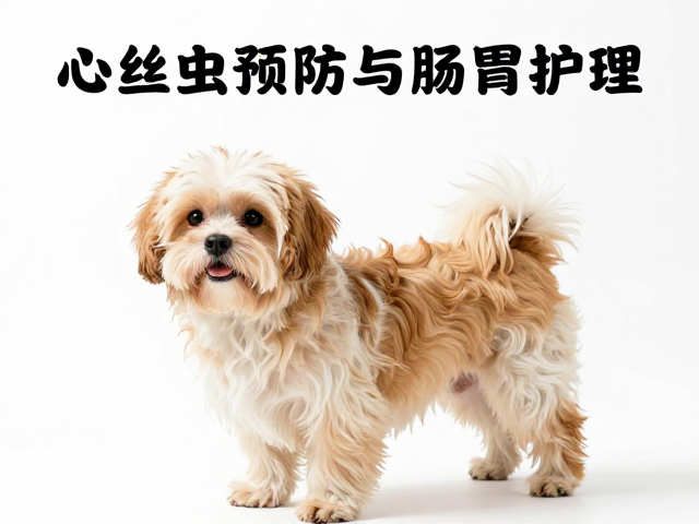 心丝虫预防与肠胃护理,狗狗定期洗澡梳毛指南