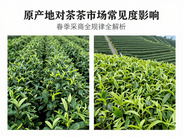 原产地对茶叶市场常见度影响，春季采摘规律全解析