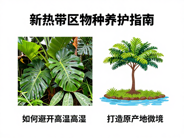 新热带区物种养护指南,如何避开高温高湿,打造原生产地微境