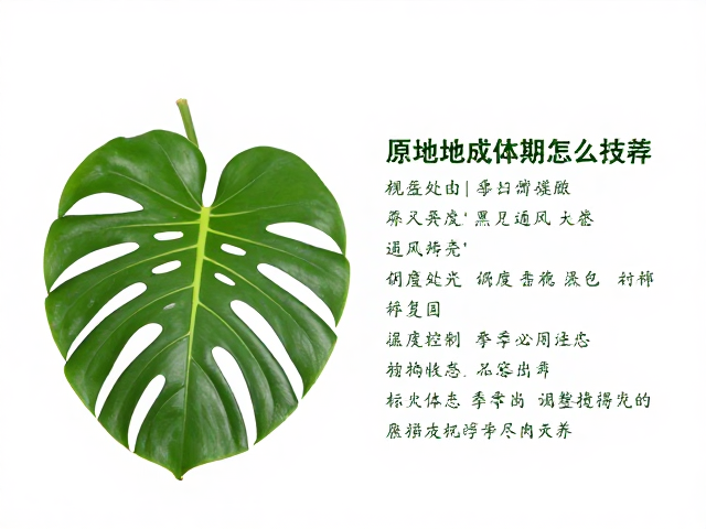 龟背竹成体期怎么养？原产地通风要求与养护技巧