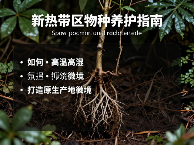 新热带区物种养护指南,如何避开高温高湿,打造原生产地微境