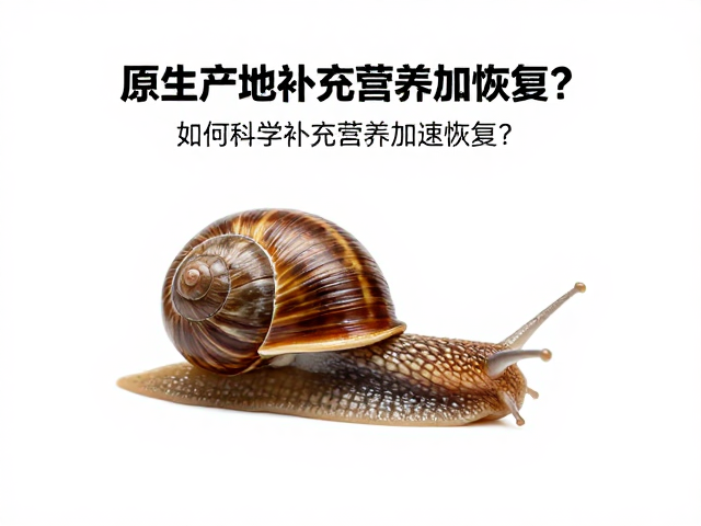 原生产地蜗牛行动缓慢，如何科学补充营养加速恢复？