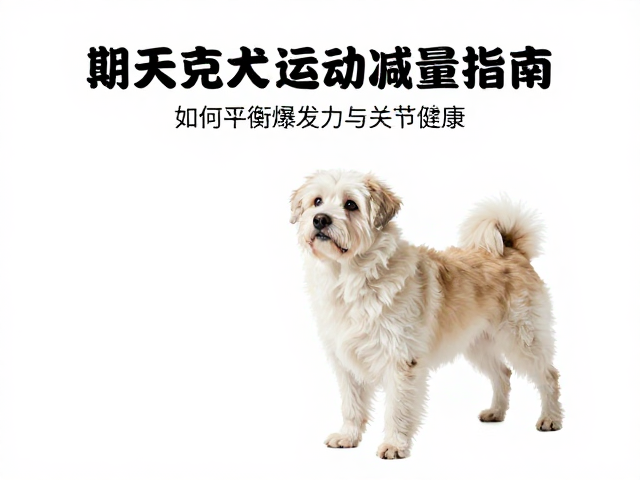 老年犬运动减量指南,如何平衡爆发力与关节健康?