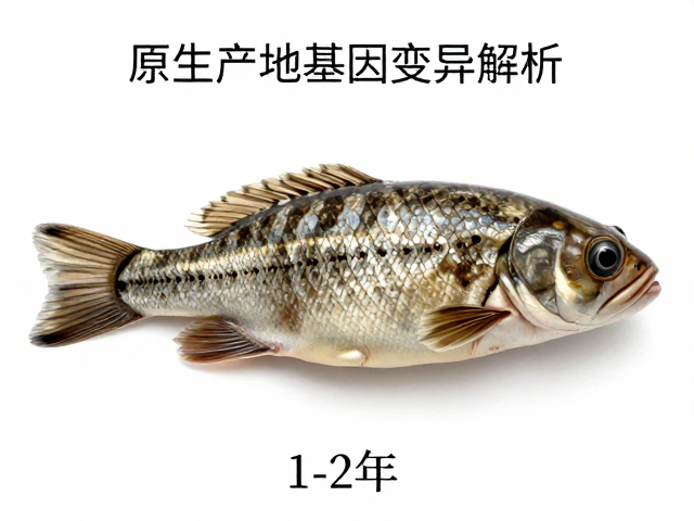 原生产地基因变异解析，性成熟约1-2年的物种特征