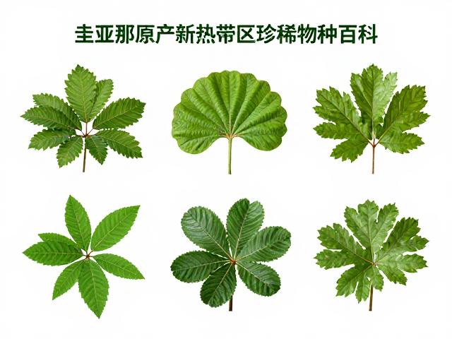 圭亚那原产新热带区珍稀物种百科，原产地揭秘与生态价值