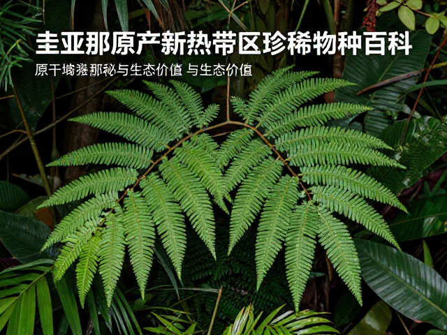 圭亚那原产新热带区珍稀物种百科，原产地揭秘与生态价值
