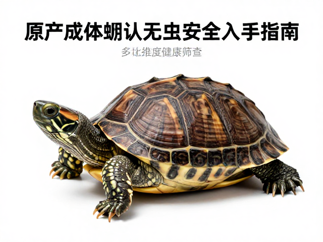 原产成体龟蜕皮期确认无虫，安全入手指南