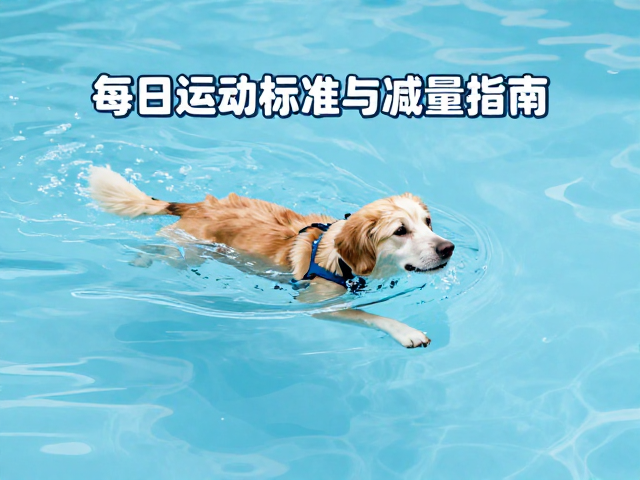 老年犬游泳耐力训练,每日运动量标准与减量指南