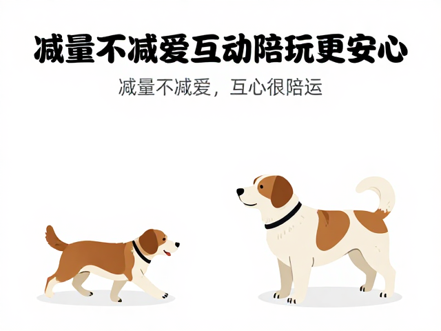 老年犬运动指南,减量不减爱,互动陪玩更安心