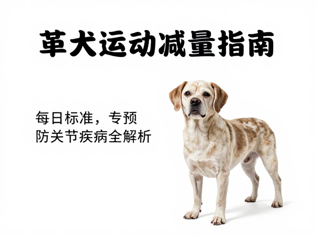 老年犬运动减量指南,每日标准与预防关节疾病全解析