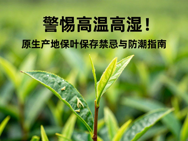警惕高温高湿！原生产地茶叶保存禁忌与防潮指南