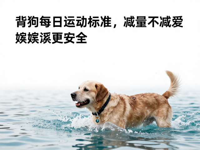 老年犬每日运动标准，减量不减爱，水中嬉戏更安全