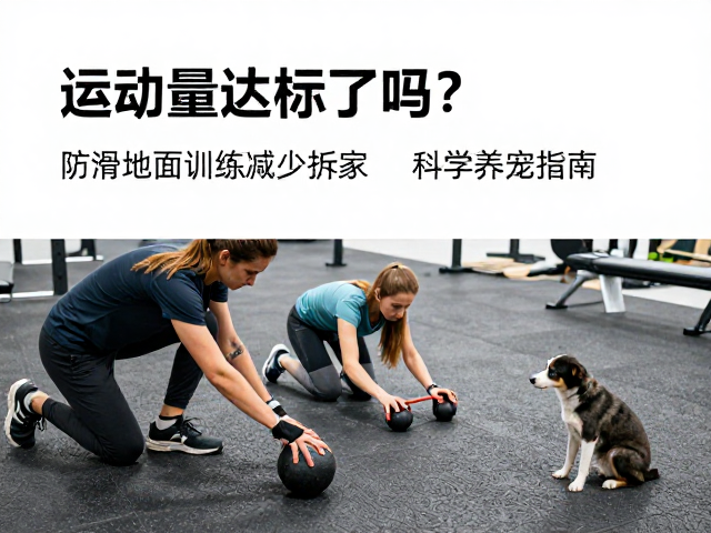 运动量达标了吗?防滑地面训练减少拆家,科学养宠指南