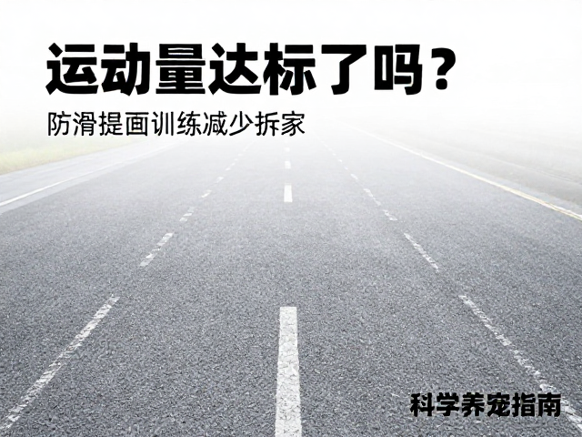 运动量达标了吗?防滑地面训练减少拆家,科学养宠指南