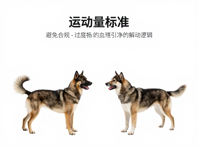 运动量标准,避免过度剧烈,科学增强人犬互动乐趣