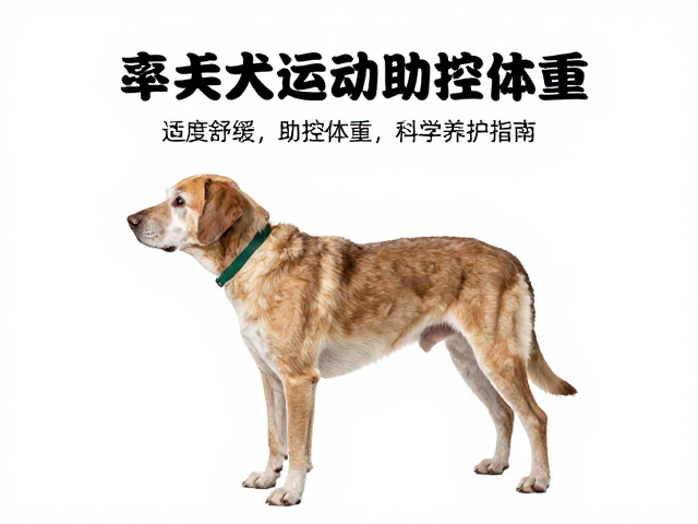 老年犬运动量标准,适度舒缓助控体重,科学养护指南