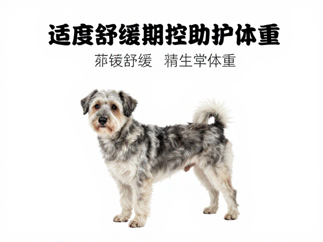老年犬运动量标准,适度舒缓助控体重,科学养护指南