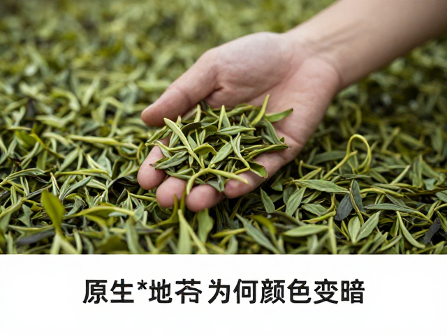 原生产地茶叶为何颜色变暗？揭秘温湿度控制对色泽的影响
