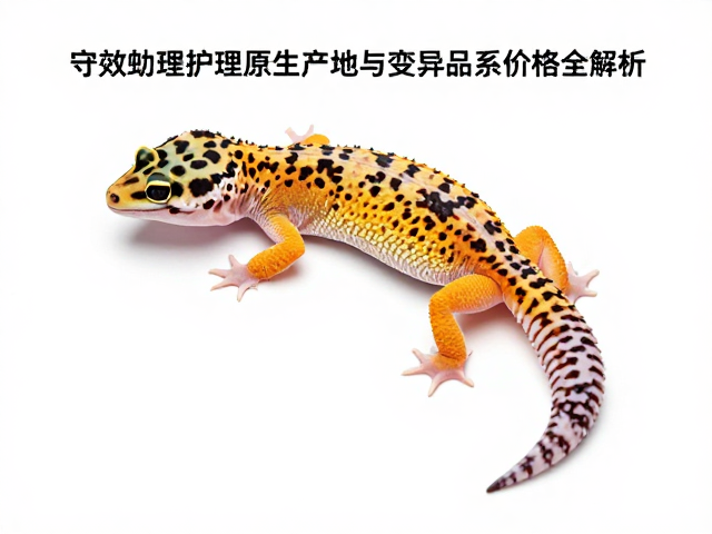 豹纹守宫蜕皮后护理，原生产地与变异品系价格全解析