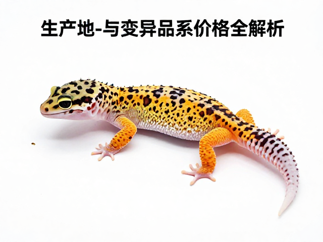 豹纹守宫蜕皮后护理,原生产地与变异品系价格全解析
