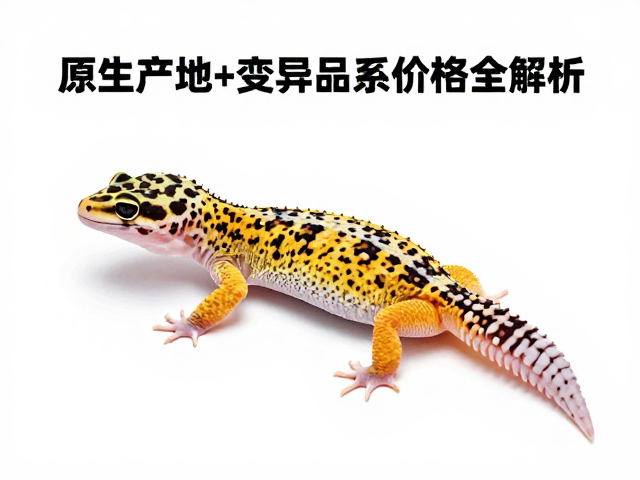 豹纹守宫蜕皮后护理,原生产地与变异品系价格全解析