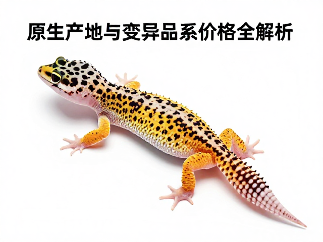 豹纹守宫蜕皮后护理,原生产地与变异品系价格全解析
