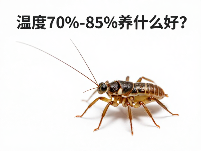 湿度70%-85%养什么好?观察步足完整性,锁定原生产地宠物