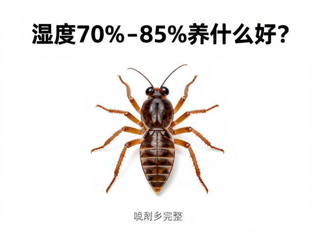 湿度70%-85%养什么好？观察步足完整性，锁定原生产地宠物