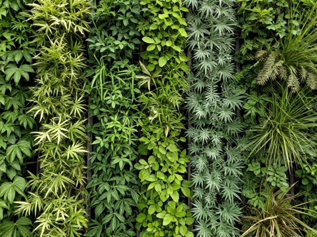 垂直空间如何利用温湿度调控打造藤蔓植物景观
